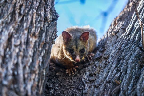 Australia, Wildlife