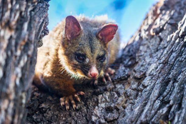 istock A Curious Possum Peeks from a Tree Branch, Melbourne, Australia 2148910870