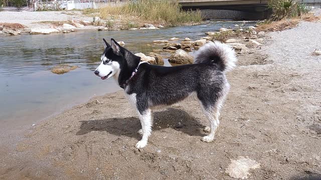 The Husky dog is observing something on the beach in Alanya Turkey. A cute dog stands next to the small river on the beach in Turkey. The ears are moving and the dog is watching something move.