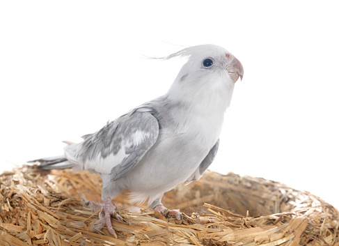 female gray cockatiel in front of white background