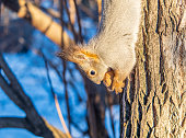 Squirrel sitting upside down on a tree trunk. The squirrel hangs upside down on a tree against colorful blurred background. Close-up.