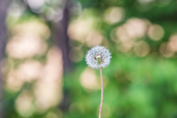 Dandelion seeds found on the roadside. Taraxacum platycarpum