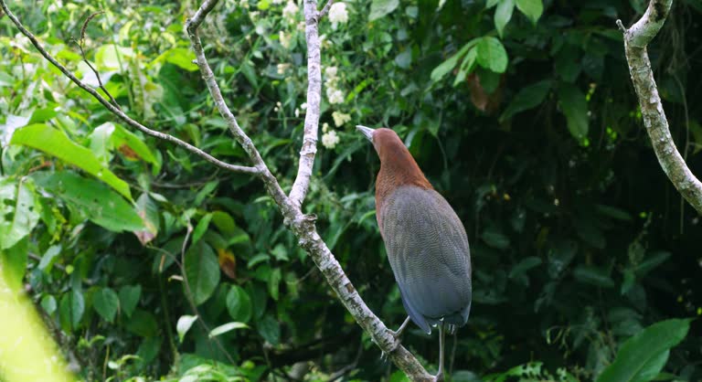 Explore in this video a Rufescent Tiger Heron in natural reserves.