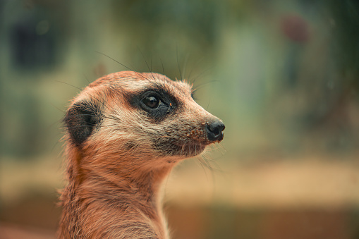 Headshot Portrait of a Meerkat in front of blurry Background at Daylight