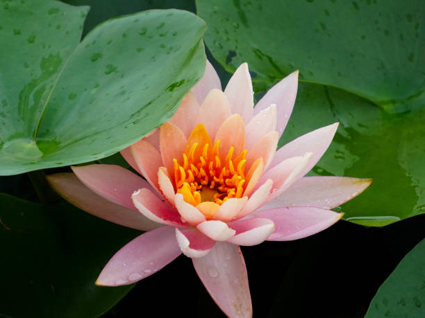 istock Bright lotus flowers in full bloom 2148914734