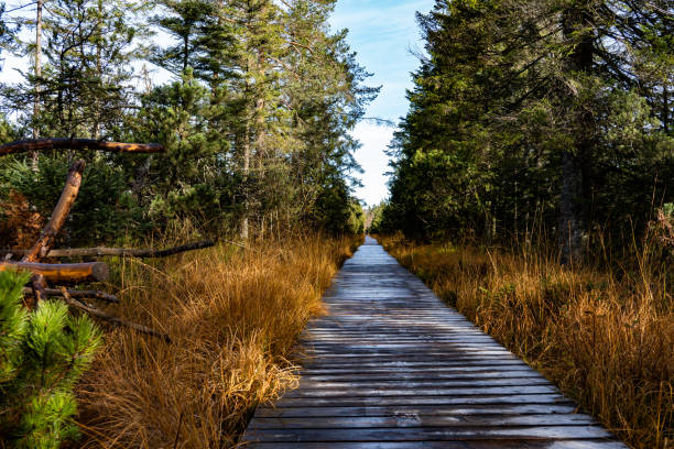 colorful path through swamp in germany in winter