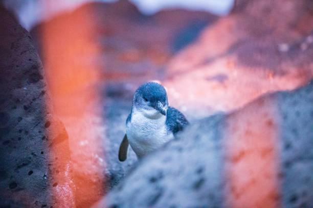 istock Twilight Gathering: Little Blue Penguins at St Kilda Pier, Melbourne, Australia 2148914968