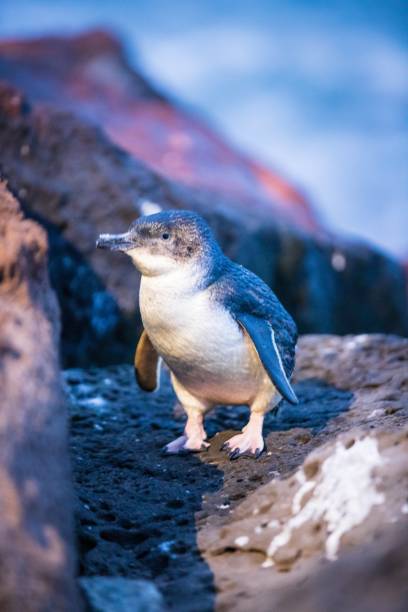 istock Twilight Gathering: Little Blue Penguins at St Kilda Pier, Melbourne, Australia 2148914971
