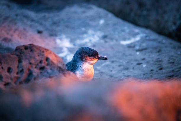 Twilight Gathering: Little Blue Penguins at St Kilda Pier, Melbourne, Australia