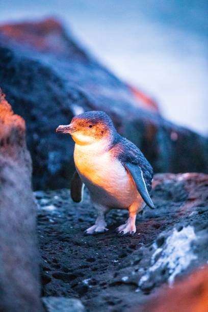 istock Twilight Gathering: Little Blue Penguins at St Kilda Pier, Melbourne, Australia 2148914985