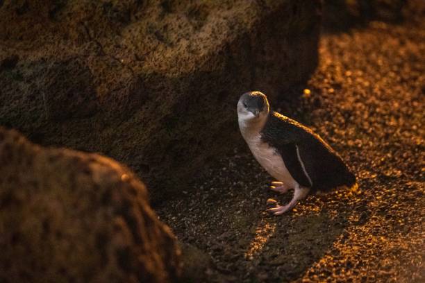 istock Enchanting Evening Chorus: Little Blue Penguins at St Kilda Pier 2148915007