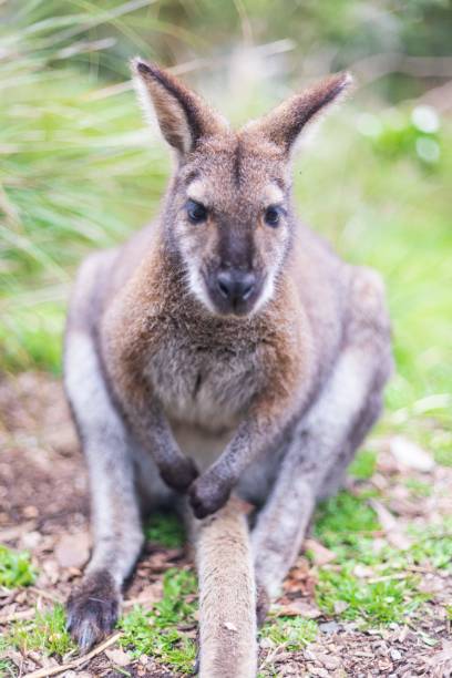 istock The Inquisitive Wallaby: A Glimpse into the Wild 2148915033