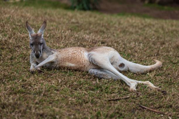 istock Tranquil Afternoon: Kangaroos Lounging in Serene Parkland 2148915050