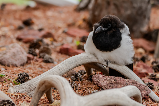 Fledging magpie on a mule deer antler shed.  Red rocks, Pine needles and Pinecones surround him.  He is looking away.
