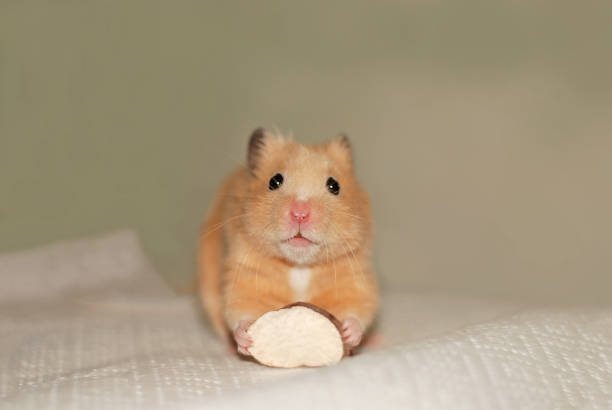 istock Cute golden hamster holding snacks 2148915632