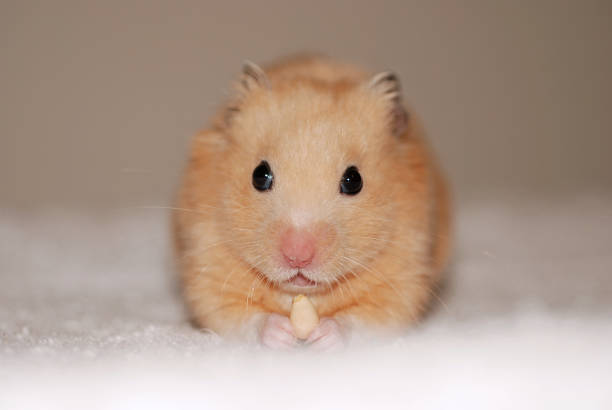 istock Cute golden hamster holding snacks 2148915646