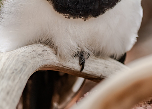 Close up of fledgling magpie claw and body, with black and white feathers, on a deer antler