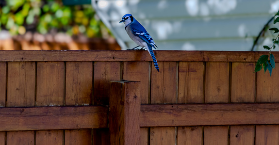 A young blue jay bird perched on a stained wood slat fence with a topper.  This bird has distinct coloring and patterns.  It is a shady treed area.