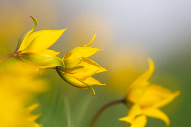 wilde Tulpe, Wild Tulip (Tulipa sylvestris), wineberg tulip