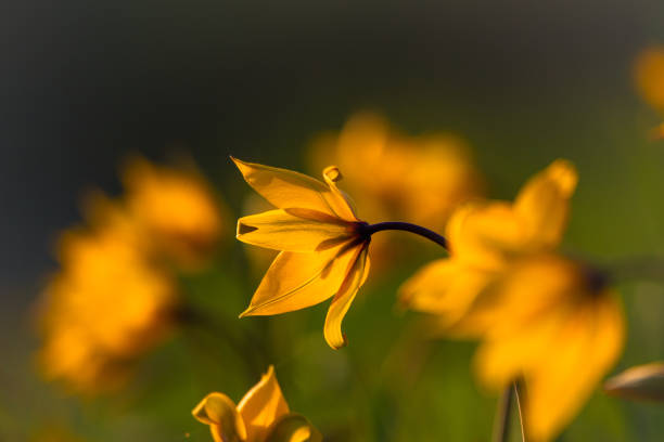 istock Wild Tulip (Tulipa sylvestris), wineberg tulip 2148916342