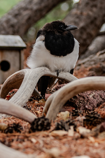 Fledging magpie on a mule deer antler shed.  Red rocks, Pine needles and Pinecones surround him.  He is looking away.  There is a birdhouse in the background