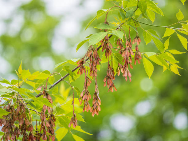 istock Summer branches of maple tree with green leaves and seeds 2148916756