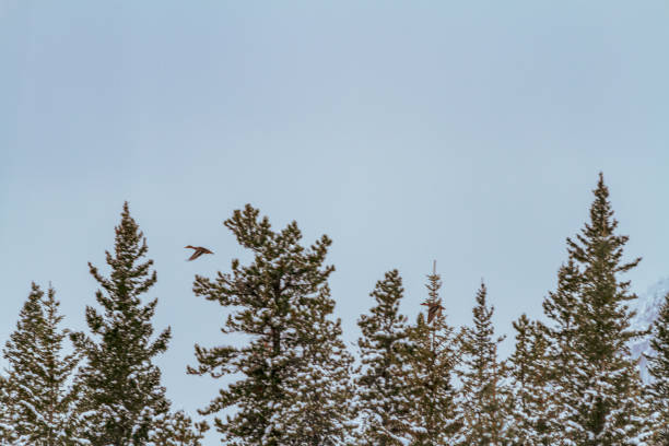 istock One Mallard duck flying between snowy evergreen trees against a blue sky 2148916862