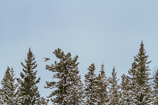 One Mallard duck flying between evergreen trees, against a clear blue sky near Canmore, Alberta