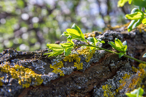 A plant with green leaves growing on a tree branch in a natural landscape biome.