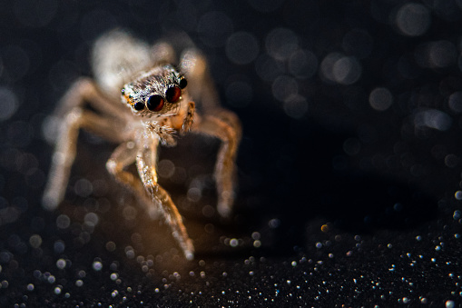 Salticids are a family of small araneomorph aranids commonly known as jumping spiders. They have four pairs of eyes, with the middle pair being the largest. Macrophotography. Copy space