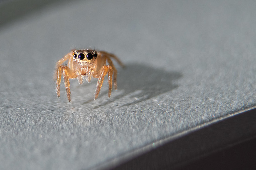 Salticids are a family of small araneomorph aranids commonly known as jumping spiders. They have four pairs of eyes, with the middle pair being the largest. Macrography. Copy space