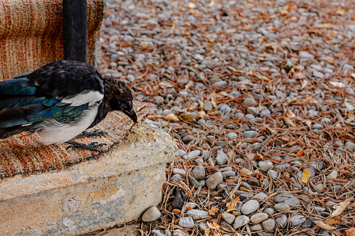 Fledging magpie is standing on a carpeted concrete step.  The carpet is striped with orange/autumn colours.  It is old and the magpie has grabbed the edge with his beak, pulling it up to look for bugs underneath.  Small rocks covered with pine needles are  to the side of the step.