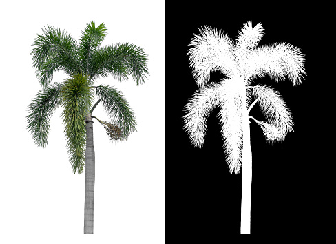 Green palm tree isolated on white background with clipping path and alpha channel on black background.