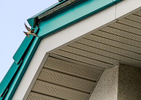 A House Sparrow is caught mid-flight headed under the eaves of a building.  The building has textured, tan coverings under the eaves, which is held up by a concrete column.  The shingles on the roof are coloured a teal green.  The covering for the eaves has holes to provide for ventilation.  It provides a nice appearance and also helps to keep birds from nesting there.