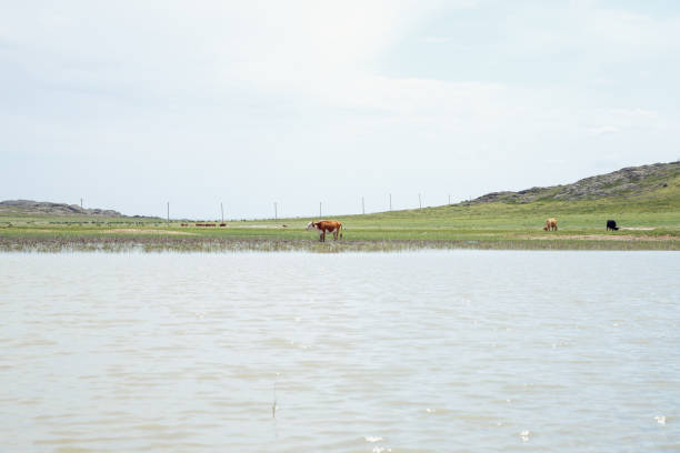 Cows on a green field.