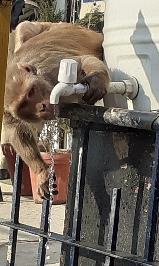 Thirsty Rhesus Monkey Drink Tap Water. Rhesus Monkey is a old world monkey species animal. It is also known Rhesus Macaque. It's Native place is South, Central and Southeast Asia.