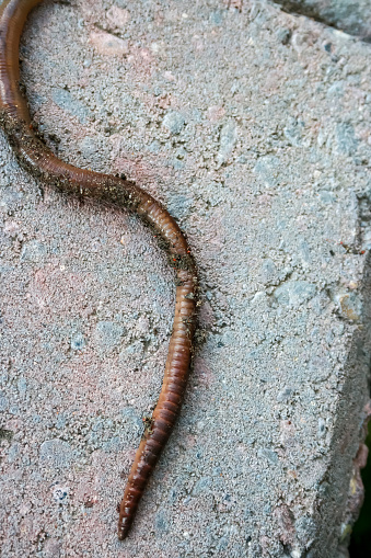 Long, dirty worm crawls across a red and grey concrete block.  S Shape