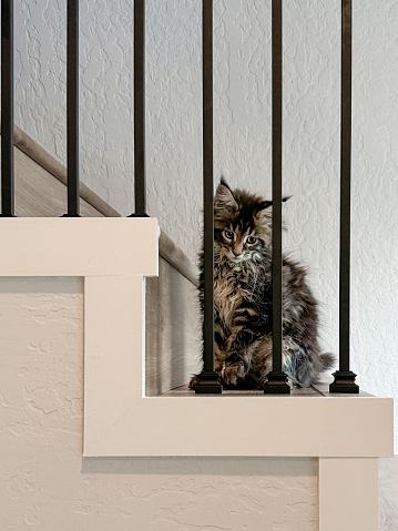 An adorable fluffy tortie colored tiny Maine Coon cat cautiously sitting on the stairs. Looking down with a cute face.