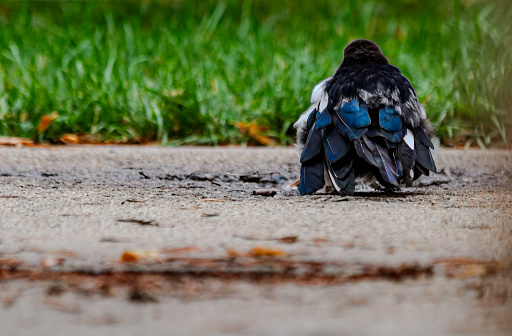 Fledgling magpie is seen on the ground, walking away from the camera.  His feathers are short and ruffled.  He is walking across concrete toward grass.