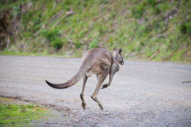 istock Kangaroo Mid-Hop on a Rustic Gravel Road 2148919123