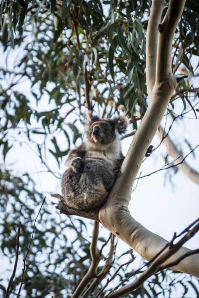 istock Serene Koala in its Natural Eucalyptus Haven, Kennett River, Australia 2148919139