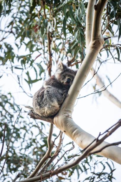 istock Serene Koala in its Natural Eucalyptus Haven, Kennett River, Australia 2148919166