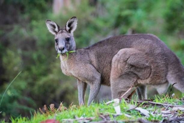 istock Wallaby’s Secret Hideout Amidst the Lush Greenery, Kennett River, Australia 2148919168