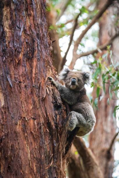 istock Graceful Koala Descends Eucalyptus Haven in Otway National Park, Australia 2148919322