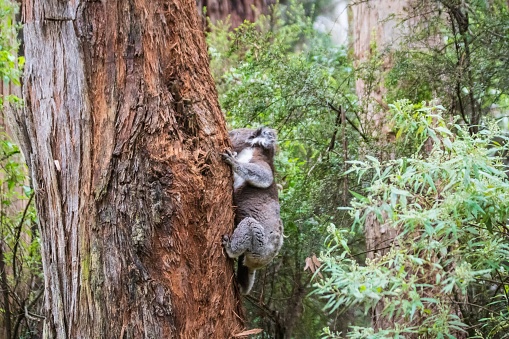 Australia, Wildlife