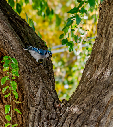 A young blue jay bird in a tree with a peanut.  This bird has distinct coloring and patterns.