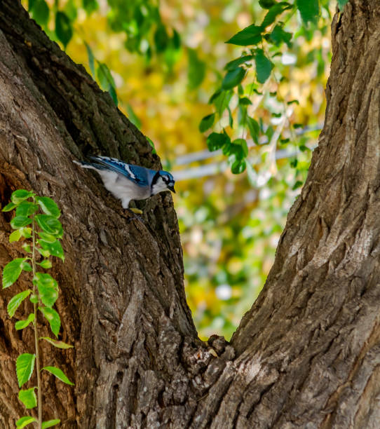 Blue Jay Tree 40+ Individual Blue Jays Stock Photos, Pictures & Royalty-Free Images ...