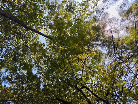 view of trees and leaves from below and sunlight