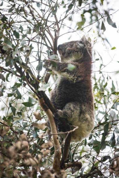 istock A Koala’s Peaceful Retreat Amongst Eucalyptus Foliage, Australia 2148919988