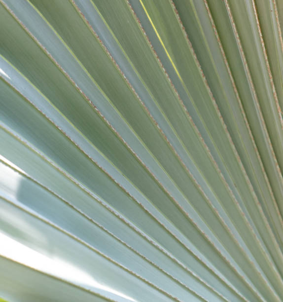 istock Palm leaves on nature in the park. Tropics 2148920533